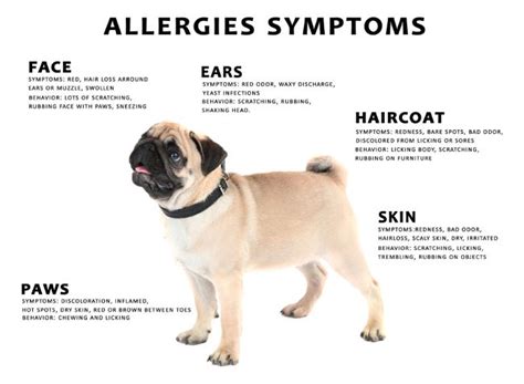  If your dog seems to be prone to allergies, you likely already know to proceed with caution whenever you are introducing a new food