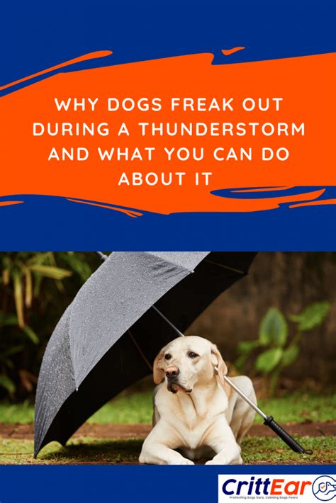  If your dog shakes uncontrollably before a thunderstorm, then you know that anxiety can be crippling to pets the same way it can be to humans
