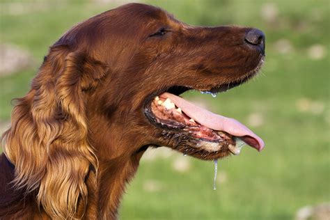  If your dog starts to exhibit signs of having a reduced saliva production, you may have to reduce the dosage or stop giving your dog CBD for the moment