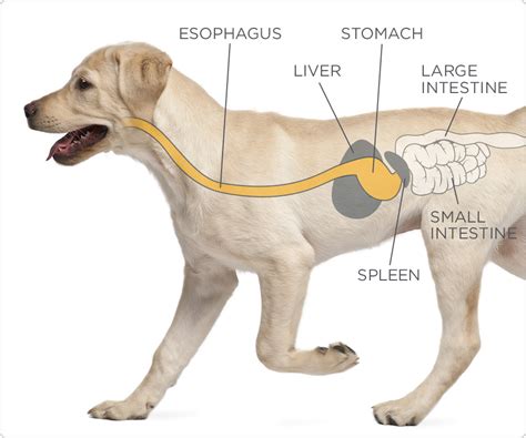  If your dog was born with a large stomach, then it may stretch the muscles and cause the diaphragm to tear