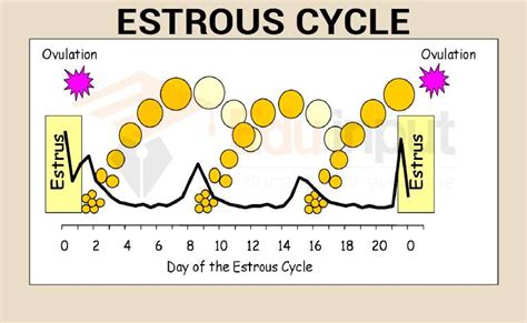  If your female becomes pregnant during estrus, the diestrus stage will last until she whelps or gives birth
