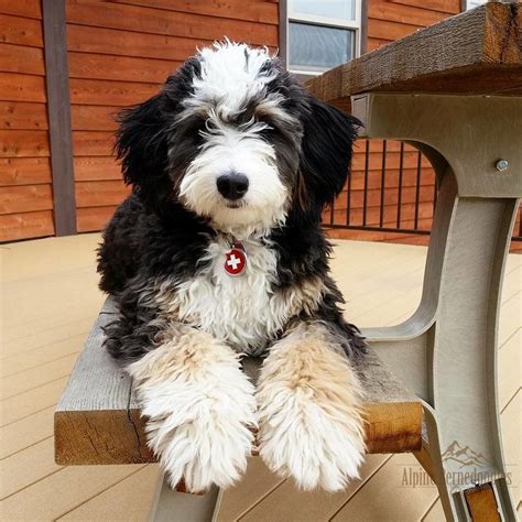  If your heart is set on a micro Bernedoodle, expect to pay top dollar