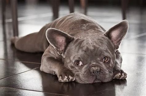  If your male Frenchie is healthy, he may even remain sexually active and fertile at old age