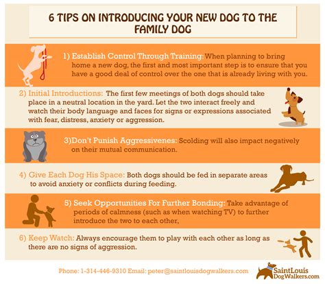  If your new dog is good around other pets, consider introducing them to each other in neutral territory