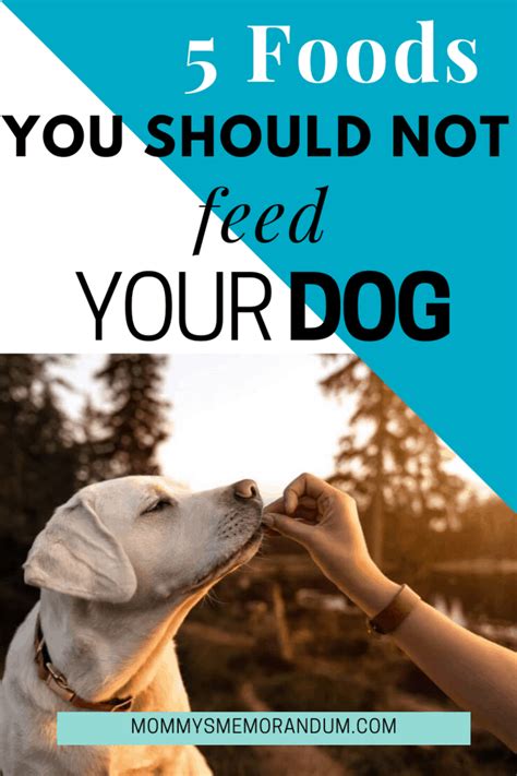  If your pooch does not want to eat their last meal of the day, they could simply be full and satisfied