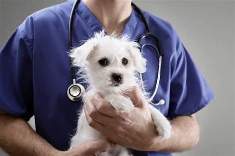  If your primary veterinarian is unavailable, you need to take your dog to the emergency vet immediately