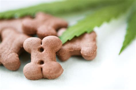  If your pup experiences GI distress from CBD hemp oil, try giving them their dose with a meal or switch to the best CBD dog treats free from fats, sugars, and preservatives