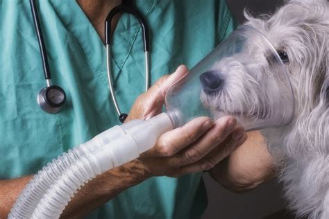  If your pup has a particularly bad case and has difficulty breathing even when not exercising, you can talk to your veterinarian about surgery for Brachycephalic Airway Syndrome which is a common procedure done to help English Bulldogs and other brachycephalic dog breeds, like pugs, breath more easily