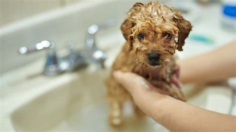  If your pup loves it, you can continue bathing your pup every other week or once a week until it is fully grown