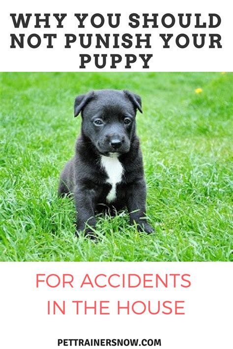  If your puppy has an accident in the house, clean it up immediately and do not punish them