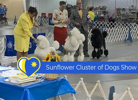  Immerse yourself in the lively dog show scene by attending events like the Sunflower Cluster Dog Show, where dog enthusiasts gather to celebrate their love for their cherished companions
