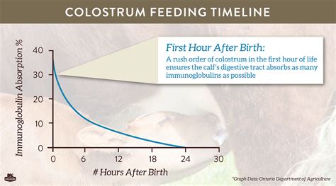  Importance of Colostrum In the first 24 hours after birth, puppies should nurse from their mother to receive colostrum