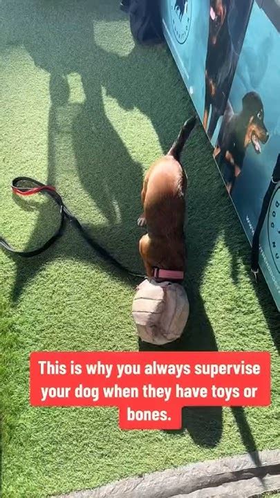  Importantly, always supervise your dog while they are playing