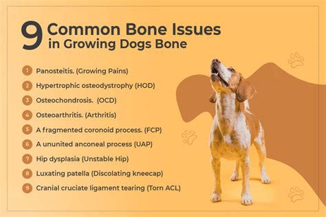  Improved Mobility As they get older, many dogs suffer from joint discomfort, muscle deterioration, bone issues, and decreased mobility