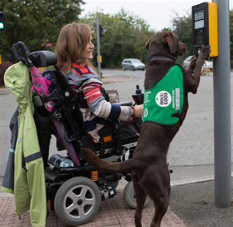  Improving Mobility As our dogs become older, they lose interest in the activities they used to like
