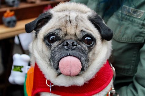  In , pugs were brought to England and became very popular there