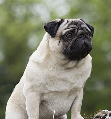 In , the American Kennel Club recognized the Pug as a breed and it now ranks very highly in popularity in the United States