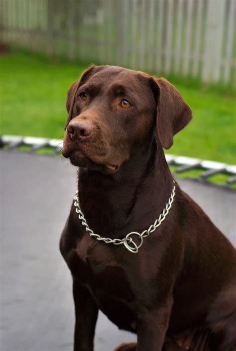  In , the Labrador retriever was named the most popular dog breed for the 30th year in a row