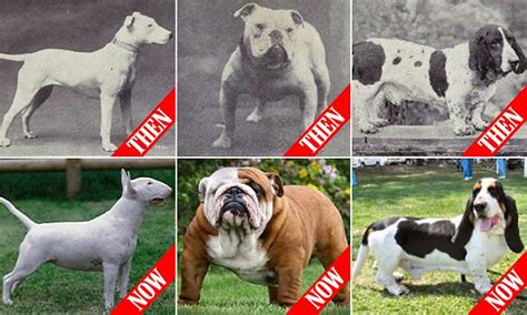 In , the first Bulldog breed club was formed, but unfortunately disbanded after just three years