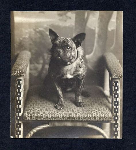  In France, French Bulldogs were often kept by lacemakers and other artisans who worked in small shops