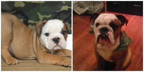  In September we ended up driving 9 hours to pick up two Bruiser bulldog puppies- one for my husband and I and one for my mom