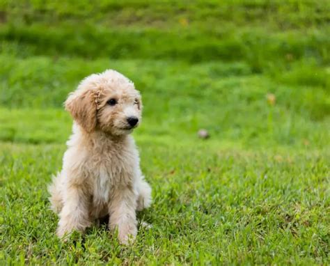  In Short Between months of age, your Goldendoodle will shed their puppy coat and grow into their adult coat