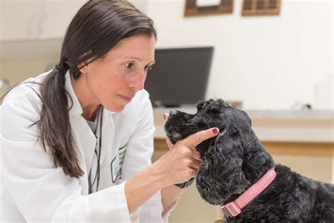  In a recent study , neurologist Stephanie McGrath assessed the short-term effect of CBD on seizure frequency in 16 dogs
