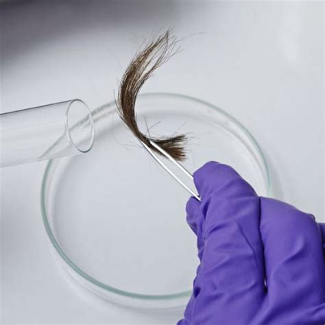  In addition, a company sample collector would also ensure that the hair sample is taken from the correct area