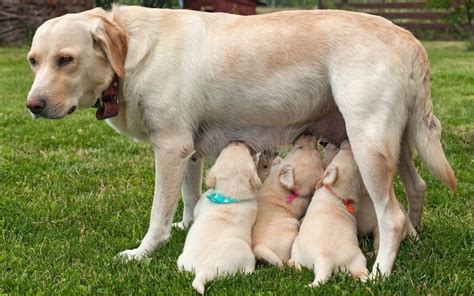  In addition, poor dietary habit and especially malnutrition can influence the litter size of your Labrador, and her pregnancy can result in lesser puppies