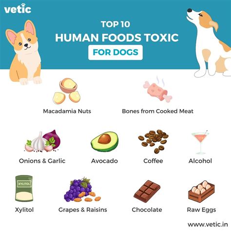  In addition, some human products may contain other substances that are toxic to our dogs, such as chocolate and xylitol