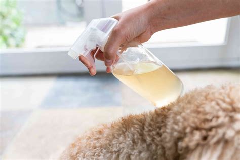 In addition, the shampoo can help to relieve itching and discomfort in pets, which can be particularly beneficial for those with chronic skin conditions