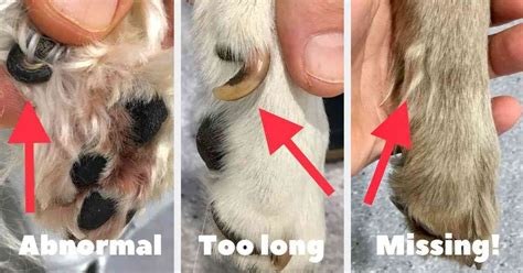  In addition, they are microchipped and have their dew claws removed