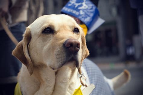  In addition, under the guidelines of the Hokkaido Guide Dog Association, the breeding environment of the mother dog was almost the same in all breeding volunteer households