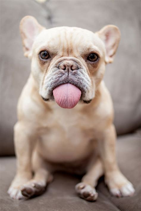  In addition to being cute , Frenchies are also known for their funny snorting noises