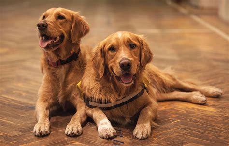  In addition to being one of the dog breeds that make the best service dogs, Goldens