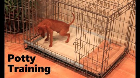  In addition to crate training, develop a potty training routine