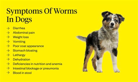  In addition to depriving your dog of nutrients, worms can result in dehydration, diarrhea, weight loss, fever, and vomiting