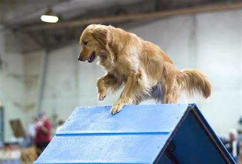  In addition to obedience, Golden Retrievers are well suited for agility, dock diving , rally, flyball, tracking, and more