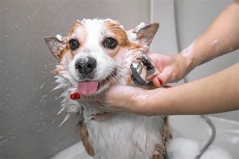  In addition to regular brushing, you will also need to bathe your dog once every two months or as needed