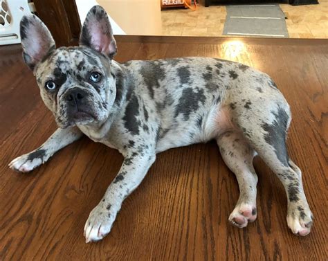  In addition to standard colors like black or brown, Blue Coat French Bulldogs Texas also offers dogs unique coloring: brindle, merle and patched patterns—all of which are rare in the breed