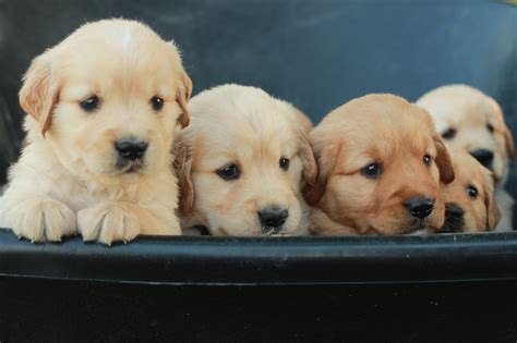  In addition to that, they closely keep an eye on all of their puppies and evaluate their temperaments to ensure that each pup goes to the most suitable forever home