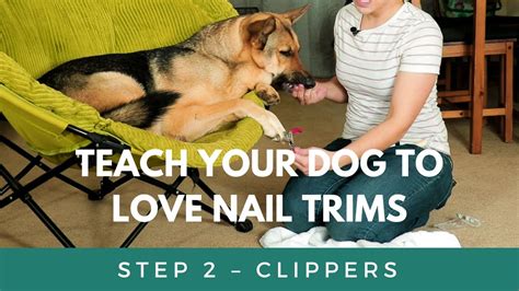  In addition to that, they take their pups to car rides, introduce them to regular grooming and nail trims, teach them basic manners, and start the pups on crate training and potty training