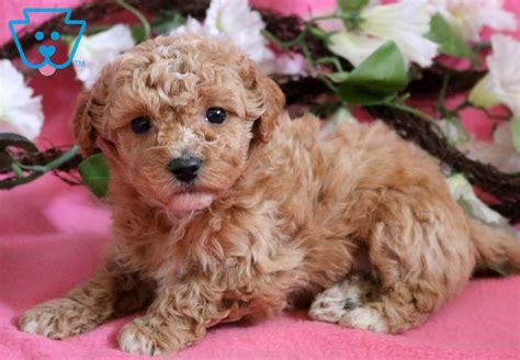  In addition to their adorable faces and lively personalities, you have a ton of options in colors and markings when looking for toy poodles for sale