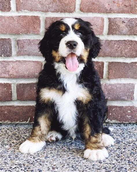  In addition to their eye-catching coat colors, Bernedoodles are also known for their loving and affectionate personalities