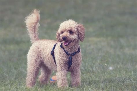  In addition to walks, Poodles enjoy accompanying their owners on jogs, swimming, and play that involves retrieving