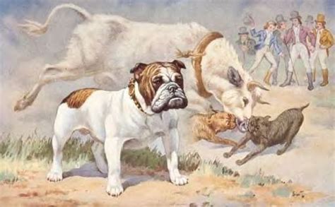  In ancient times, bulldogs were actually used to drive cattle to the market and used to participate in a game known as bull baiting