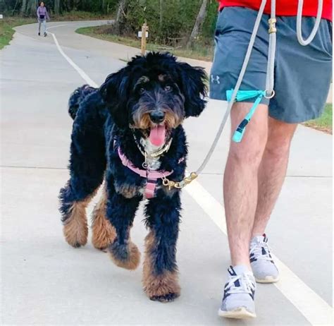  In any case, a good daily walk should be enough to satisfy the exercise requirements of a Bernedoodle