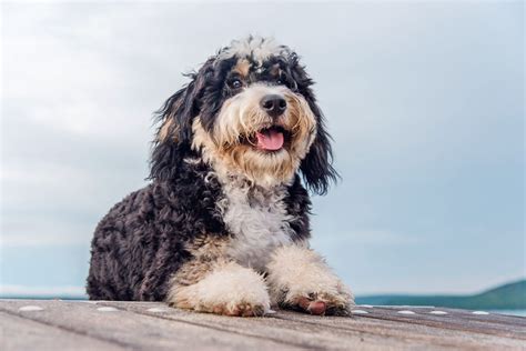  In both cases, the thickness of a Bernedoodle mane makes this breed suitable for colder temperatures