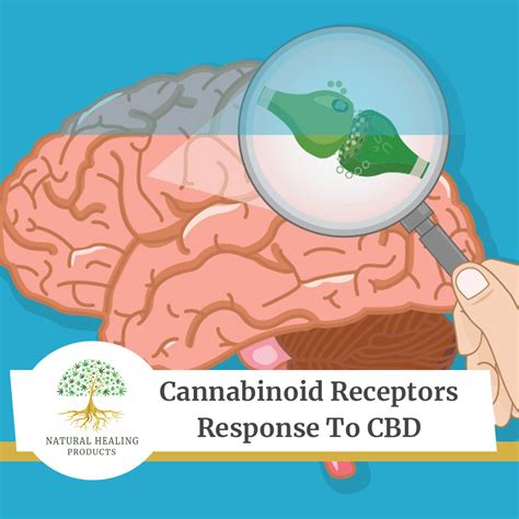  In case of giving too much CBD oil, the cannabinoid receptors will quickly saturate