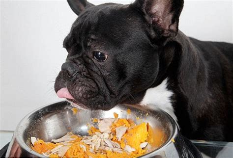  In cases like this, vets recommend you feed your Frenchie some bland foods to stop upsetting their stomachs further